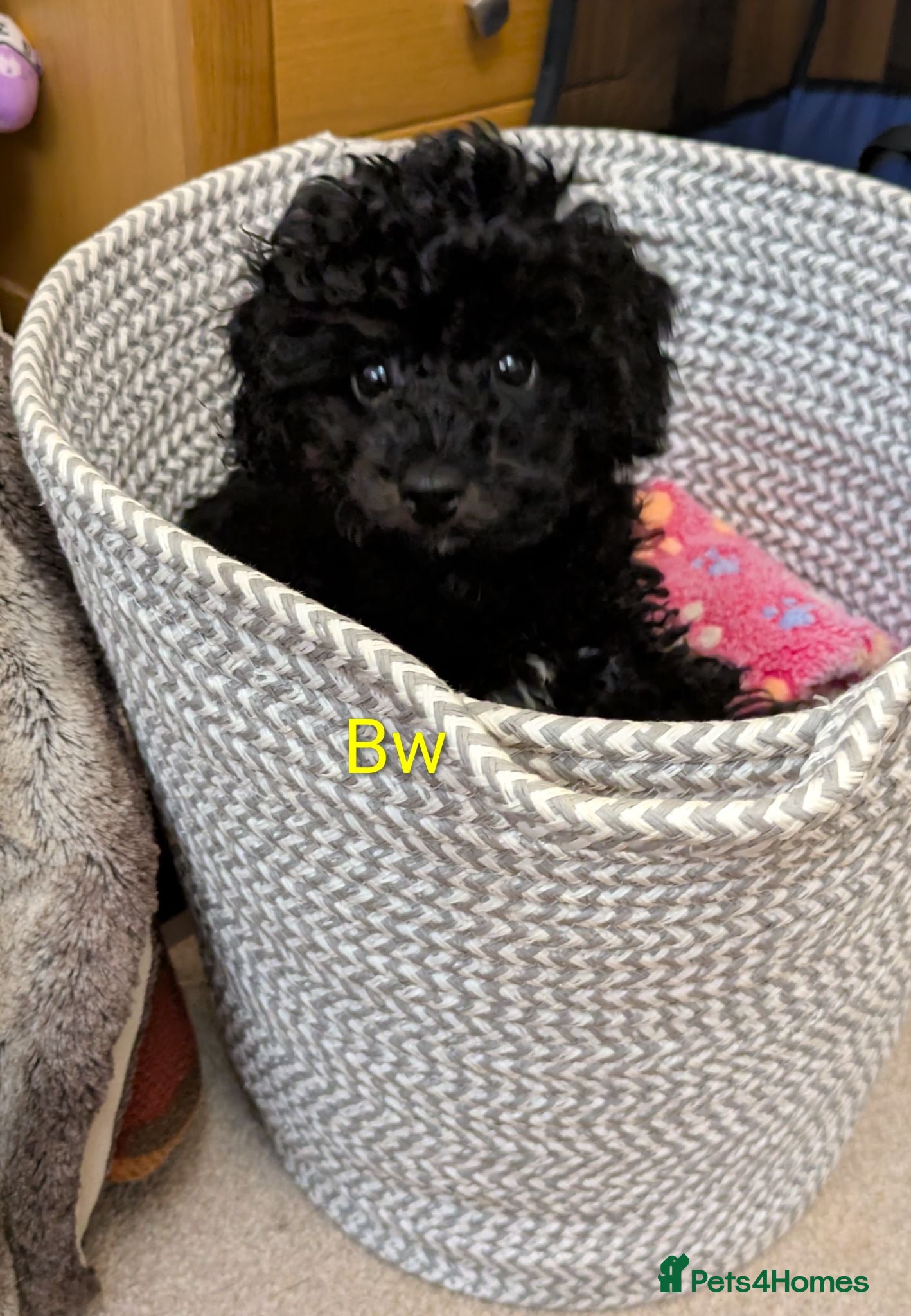 Toy Poodle dogs Toy poodle girls KC , fully vac 12 weeks old  - Advert 8