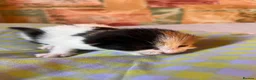 Mixed Breed cats for sale: Beautiful Kittens Looking for Forever Homes 🏡❤️ - Advert 17