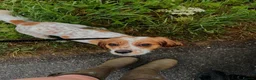 Cockalier dogs for sale: Thistle 🤍 - Advert 1