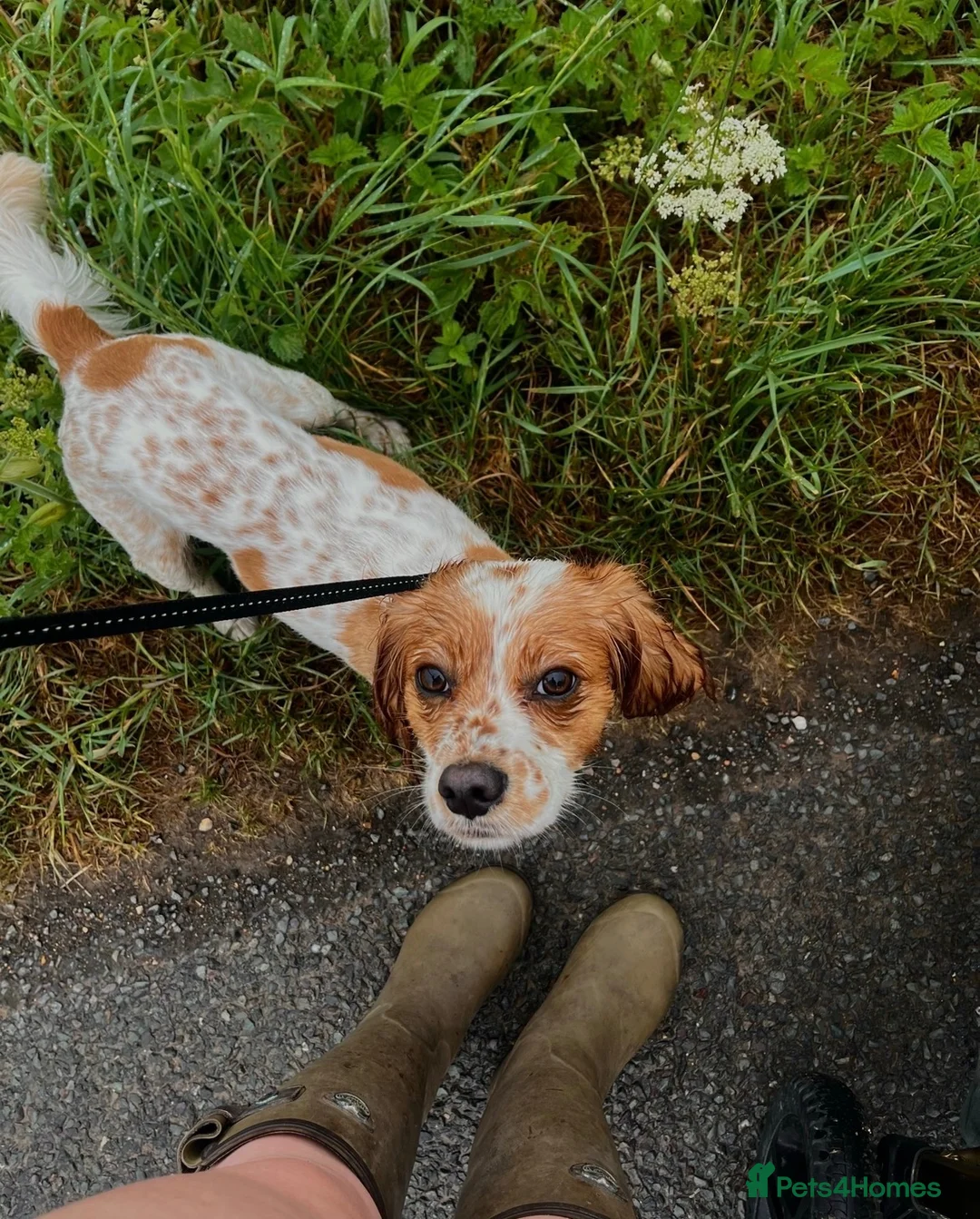 Cockalier dogs for sale: Thistle 🤍 - Advert 1