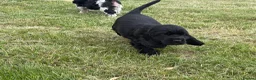 Cocker Spaniel dogs for sale: READY NOW😍 line quality show cockers - Advert 26