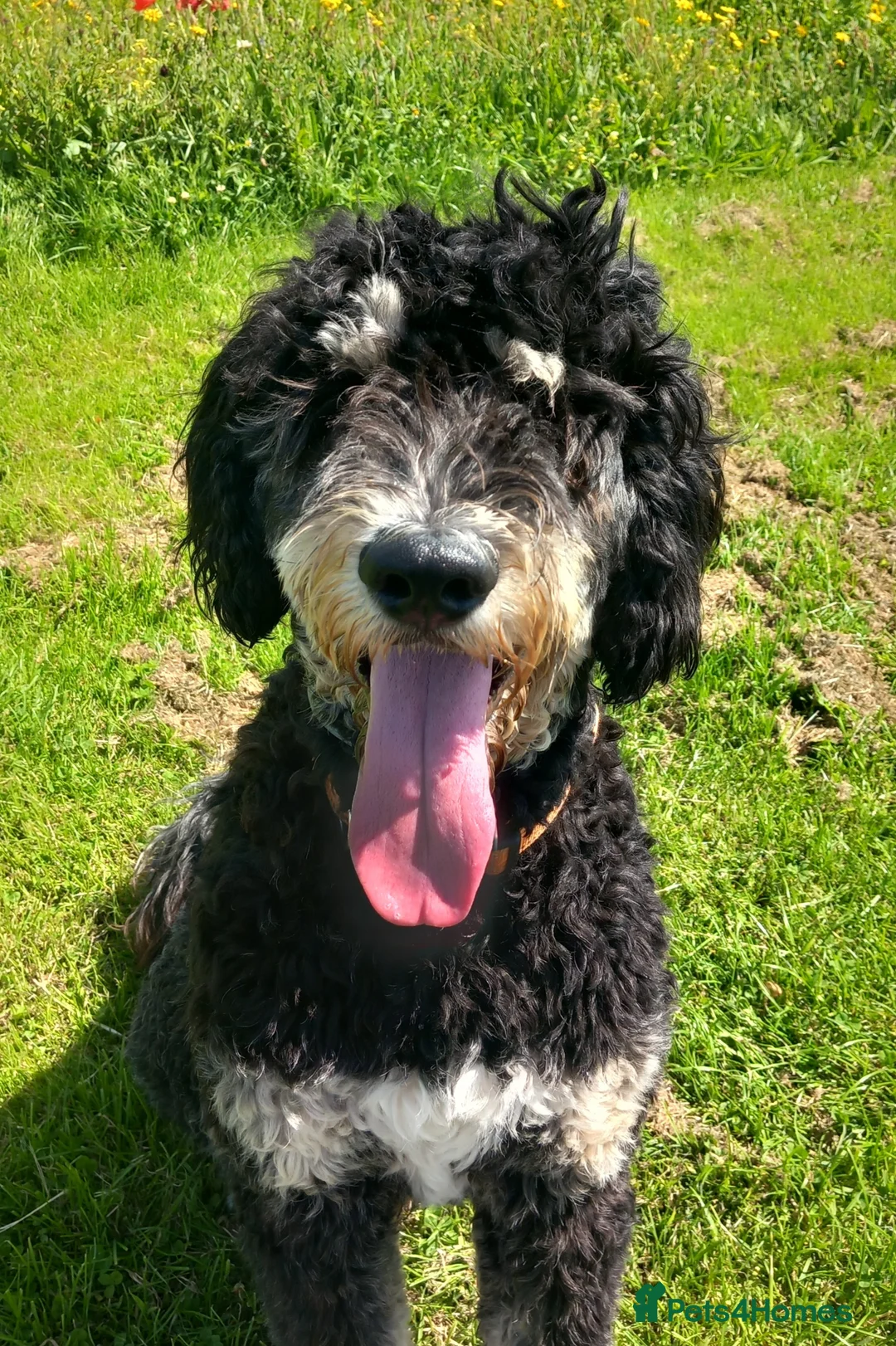 Bernedoodle dogs for stud: Otis for stud duties only  - Advert 2
