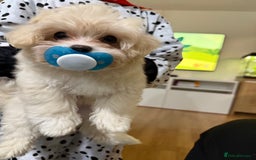 Maltese dogs for sale: Maltese puppies Honey and Skye - Image 2