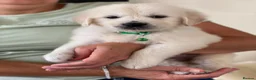 Golden Retriever dogs for sale: Kc golden retrievers  - Advert 13