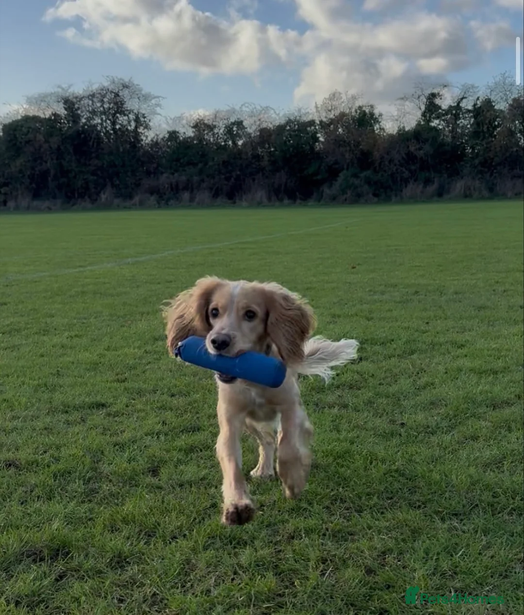 Cocker Spaniel dogs for stud: KC reg fully health tested working cocker stud  in Swindon - Advert 3