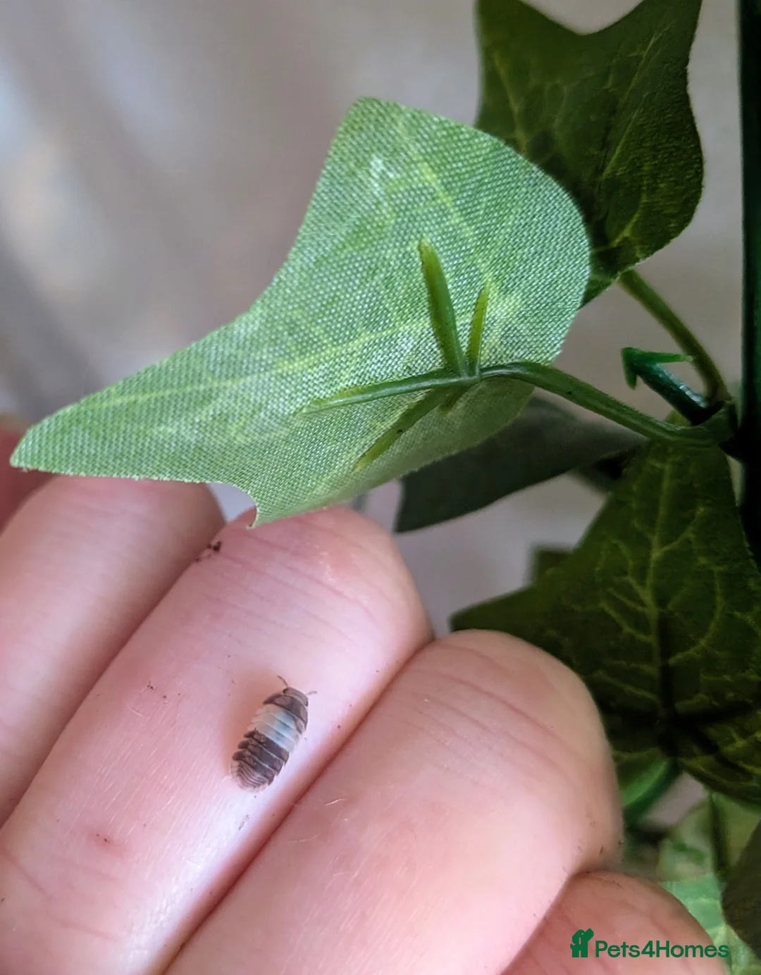 Isopods invertebrates for sale: Mixed Isopods - Advert 2