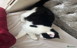 Ragdoll cats for sale: Half ragdoll cat 1 year 6 months  - Image 6