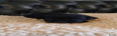 Cocker Spaniel 5