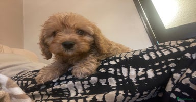Cavapoo dogs - Advert 4