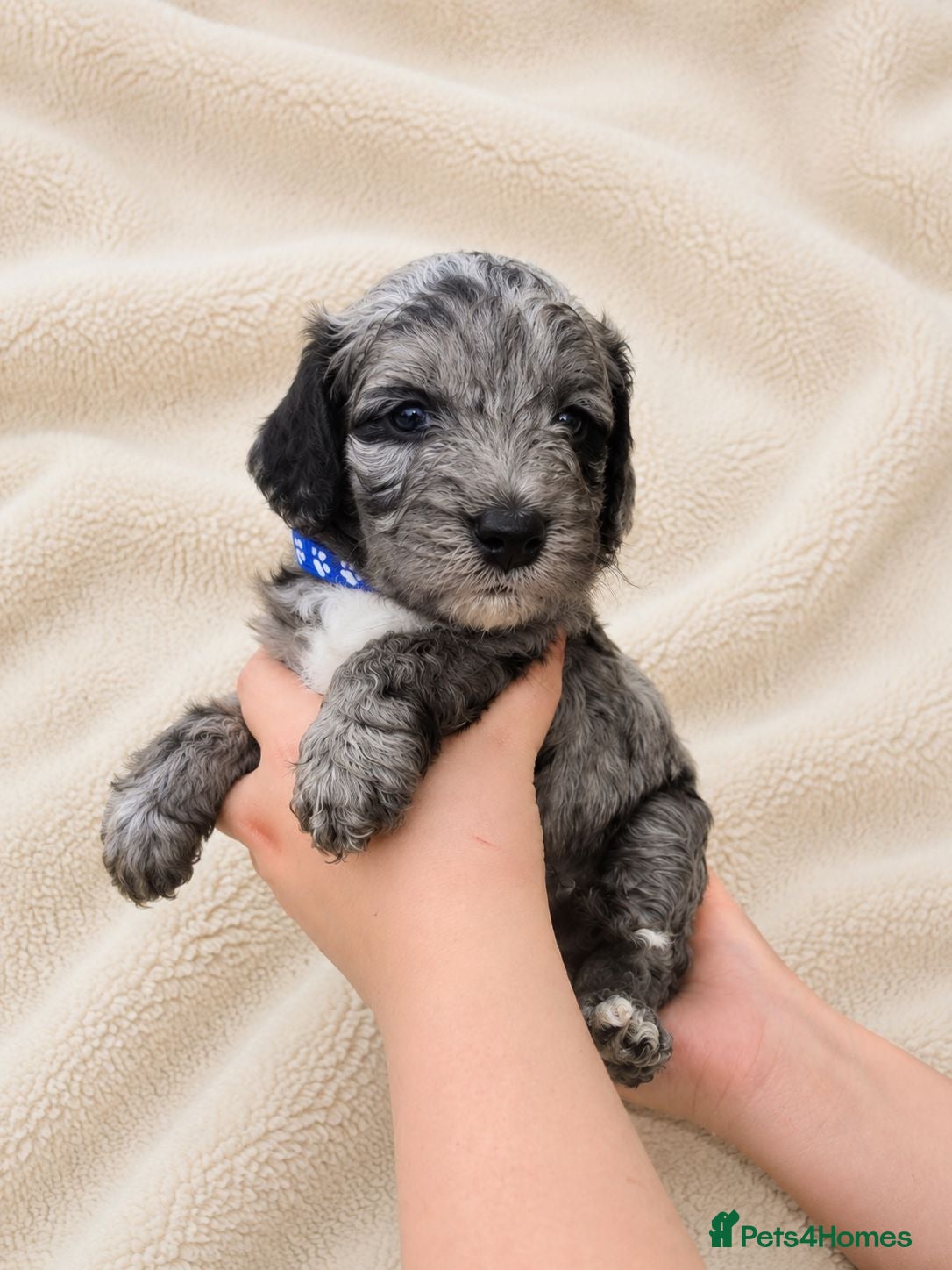Cockapoo dogs Blue Apricots Parti Most loved Cockapoo Puppies - Advert 2
