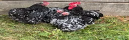 Chickens poultry for sale: Show Quality Hatching Eggs Various Breeds  - Advert 6