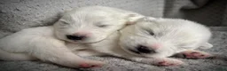 Samoyed dogs for sale: Samoyed Puppies Boys and Girls Ready December - Advert 3