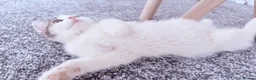 British Shorthair cats for sale: Adorable Male kitten  in London - Advert 6