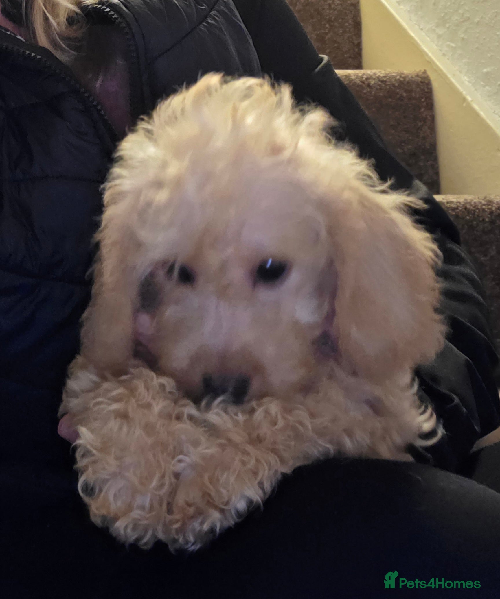 Jackapoo dogs Toy poodle 3/4 puppies  - Advert 5