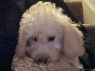 Jackapoo dogs Toy poodle 3/4 puppies - Advert 5