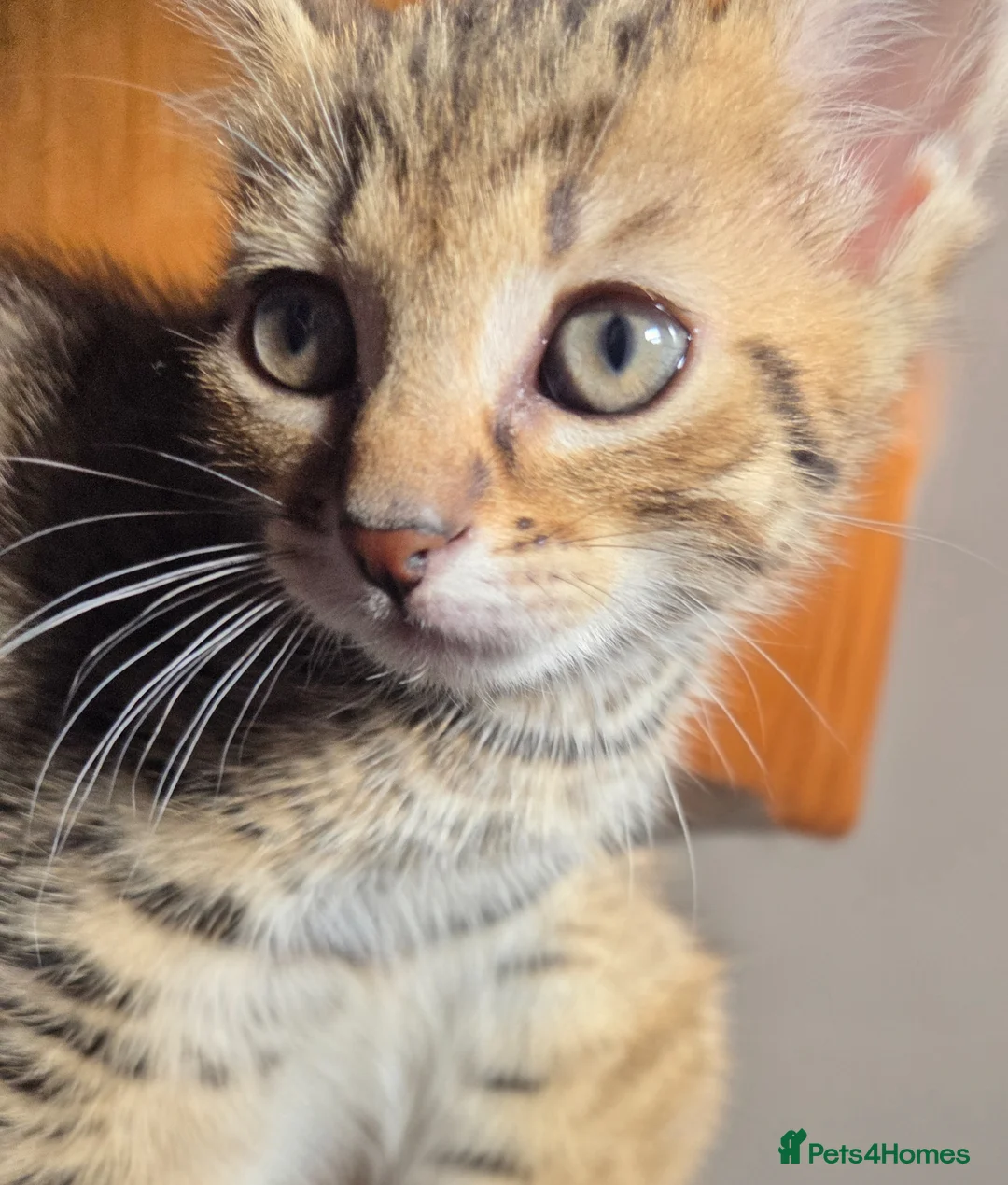 British Shorthair cats for sale: 2 male tabby kittens  - Advert 20