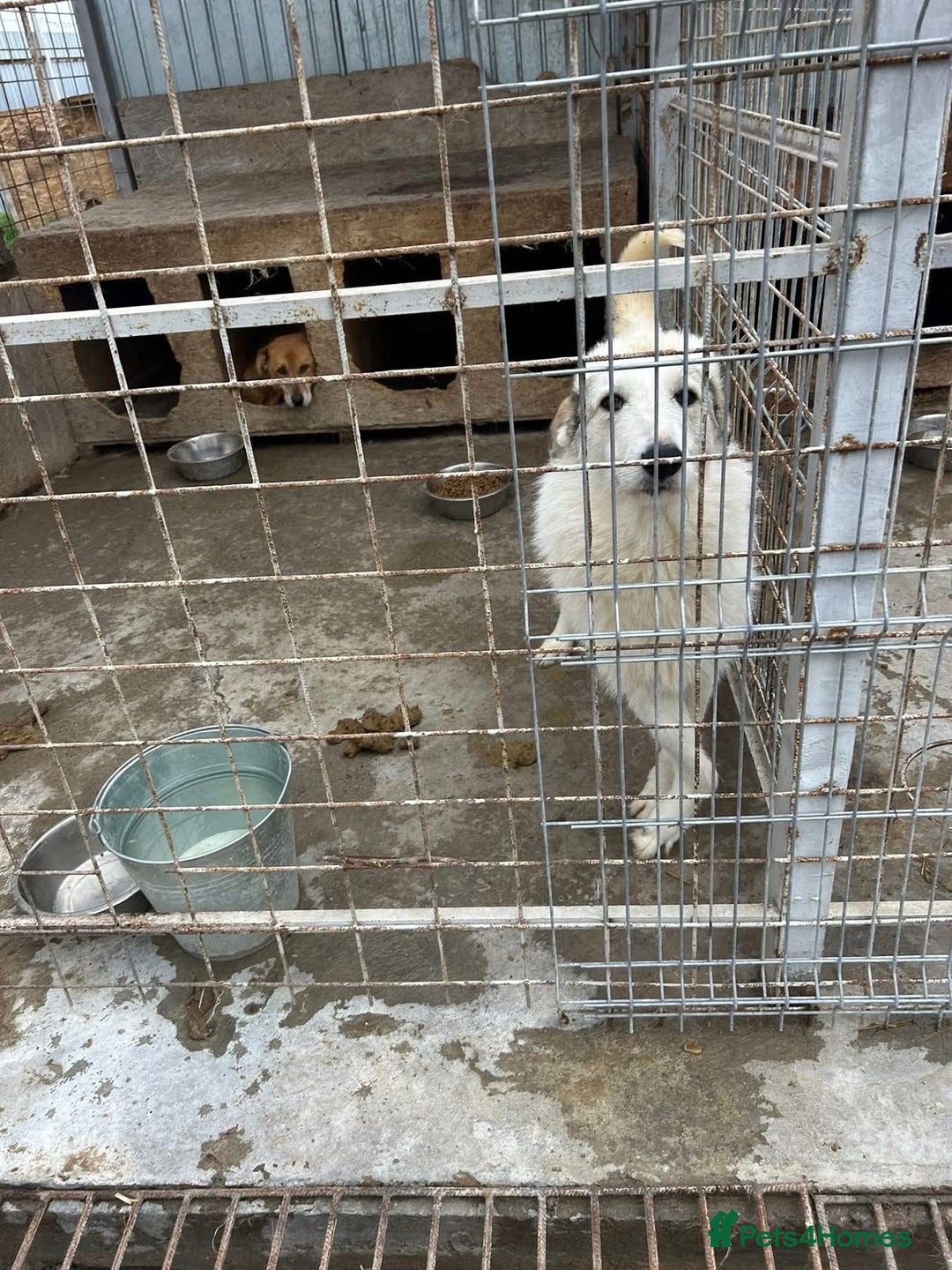 Mixed Breed dogs for adoption: Elena - Marlborough Wiltshire  - Advert 7