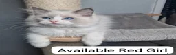 Ragdoll cats for sale: Blue BiColour Luxury Girls- READY to GP - Advert 5