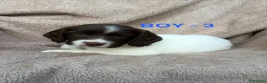English Springer Spaniel Puppy 3