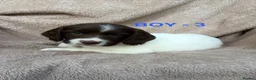 English Springer Spaniel dogs for sale: Cheeky Springer Spaniel Pups  in Wrexham - Advert 16