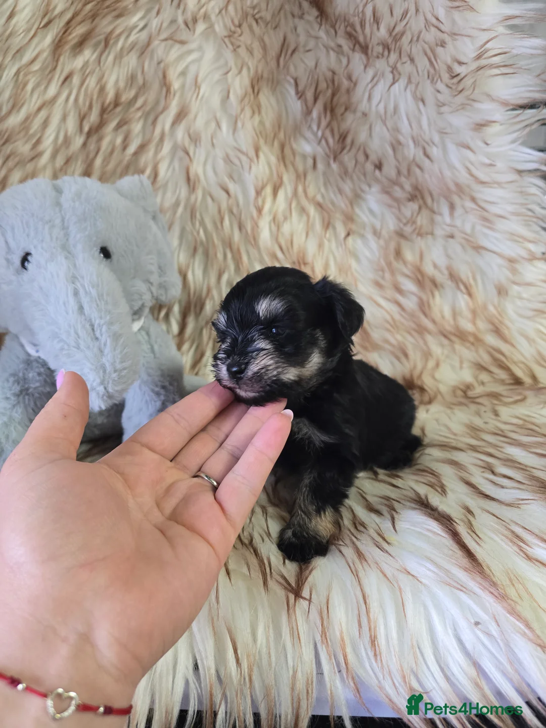 Miniature Schnauzer dogs for sale: Georgous Black &Silver Boy - Advert 14