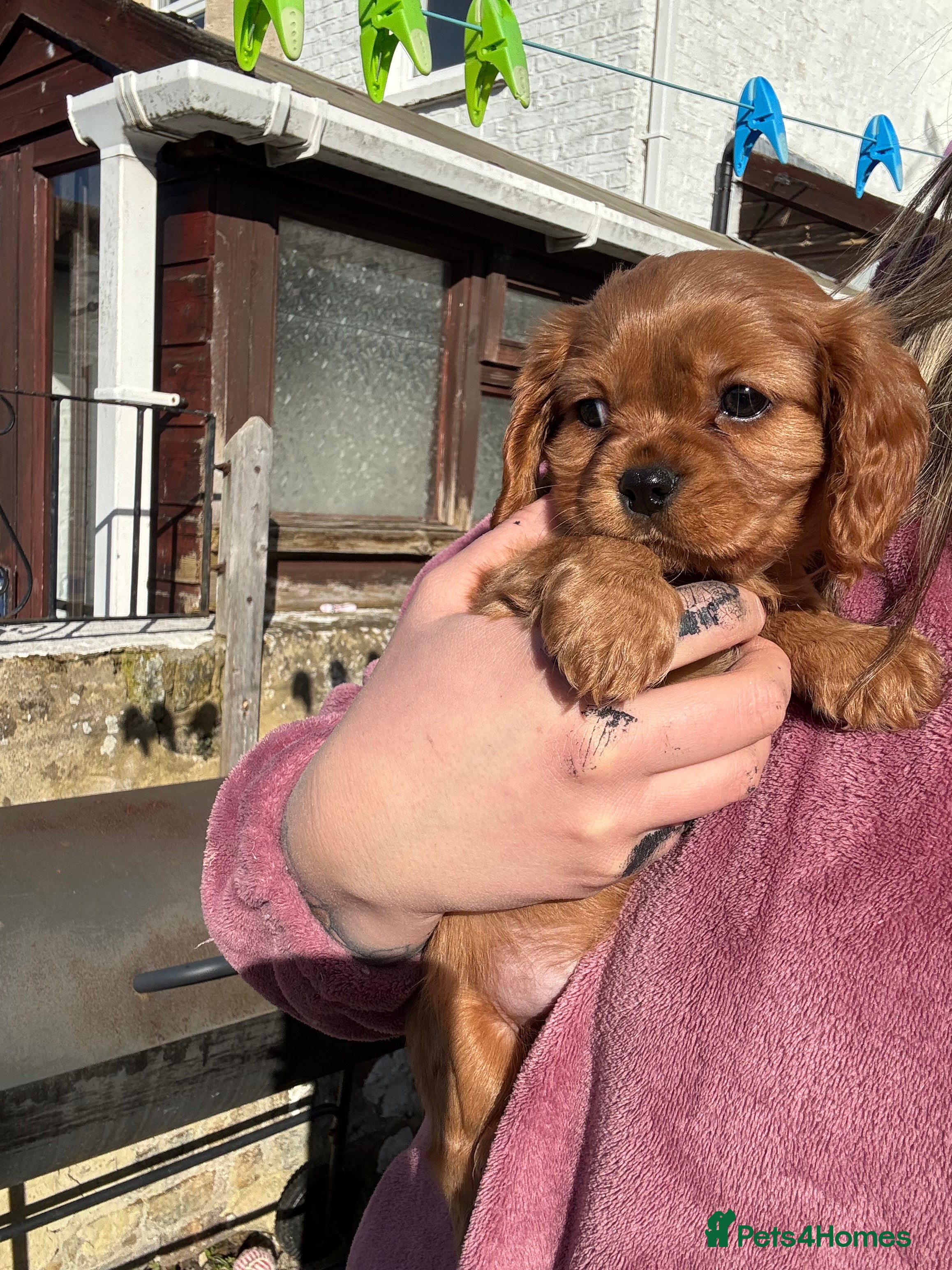 Cavalier King Charles Spaniel dogs Beautiful King Charles Cavalier Puppies 🩵💙 - Advert 12