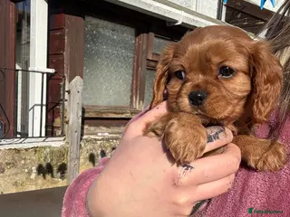 Cavalier King Charles Spaniel dogs Beautiful King Charles Cavalier Puppies 🩵💙 - Advert 12