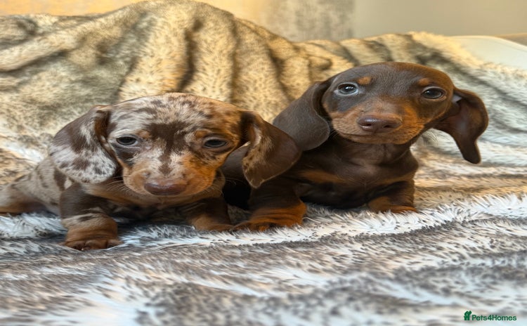 Dachshund dogs - Advert 4