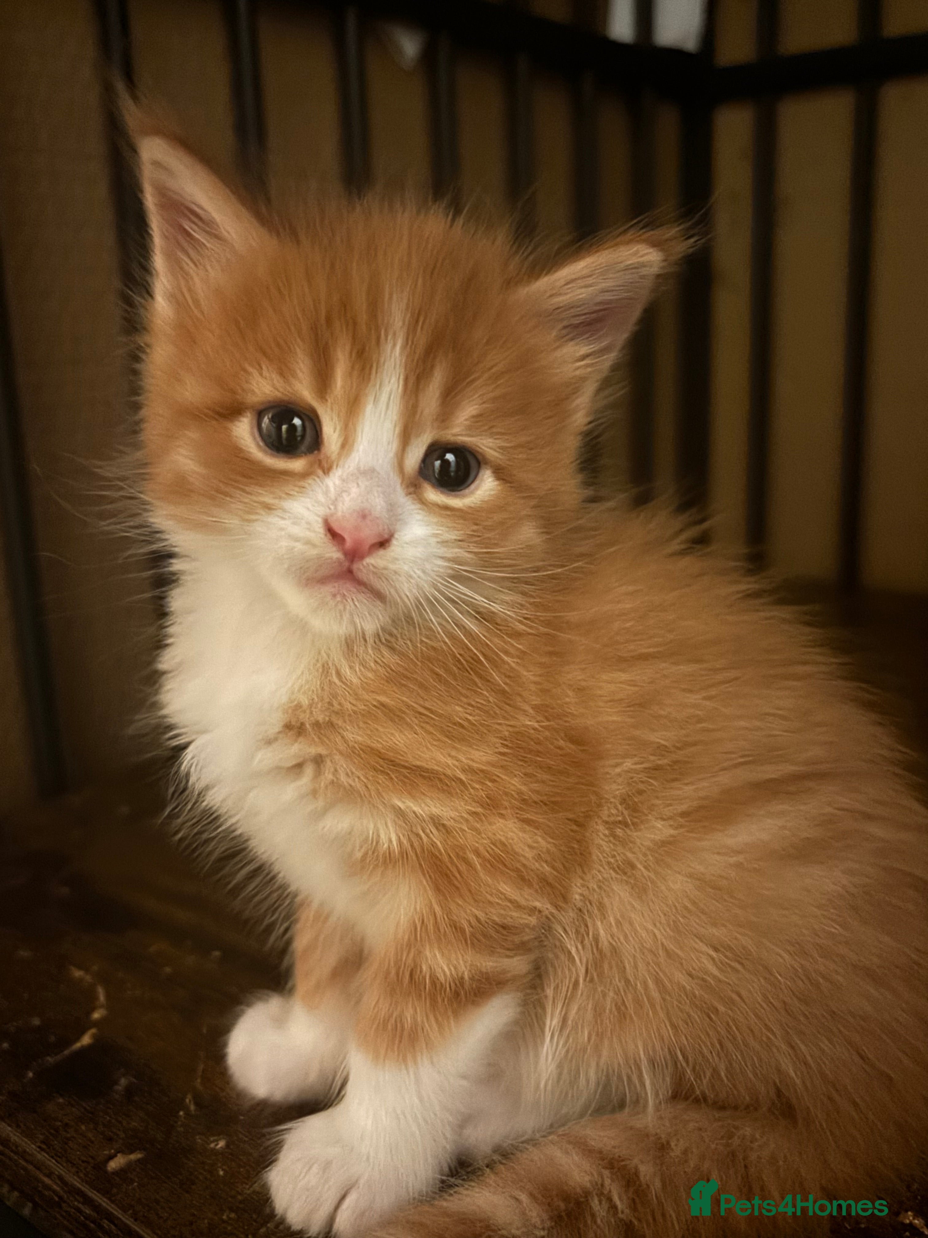 Maine Coon cats Beautiful Pedigree Main Coon Kittens - Advert 13