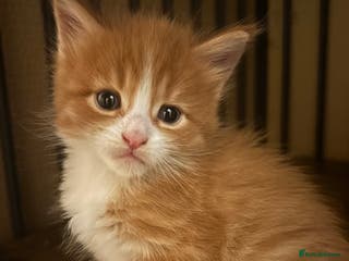 Maine Coon cats Beautiful Pedigree Main Coon Kittens - Advert 13