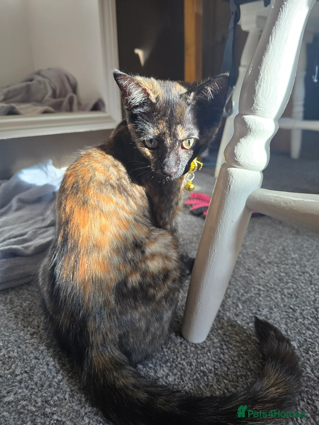 Mixed Breed cats for sale: 4-5month female kitten in Bexleyheath - Advert 2