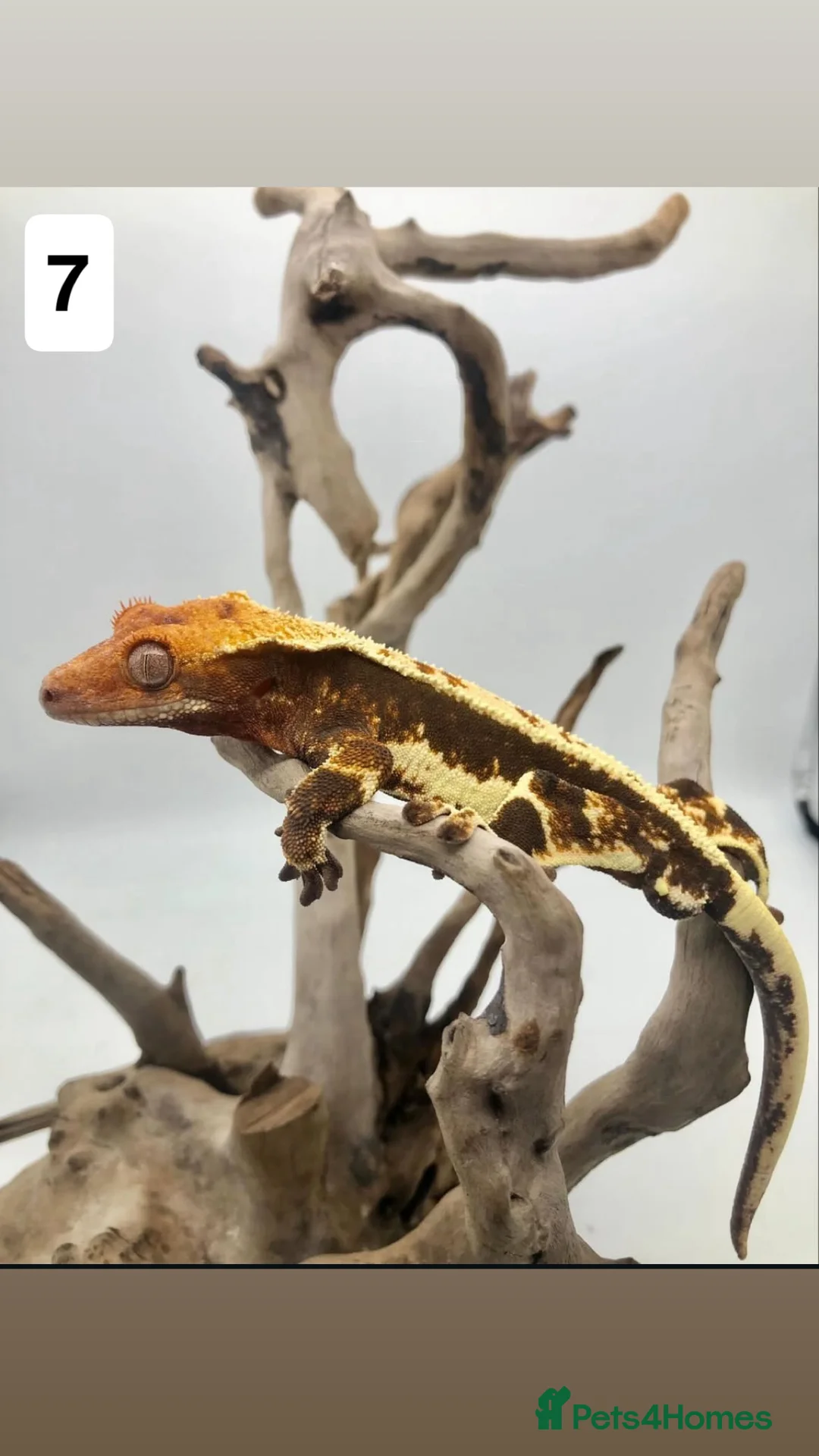 Gecko reptiles for sale: Leopard and crested geckos - Advert 3