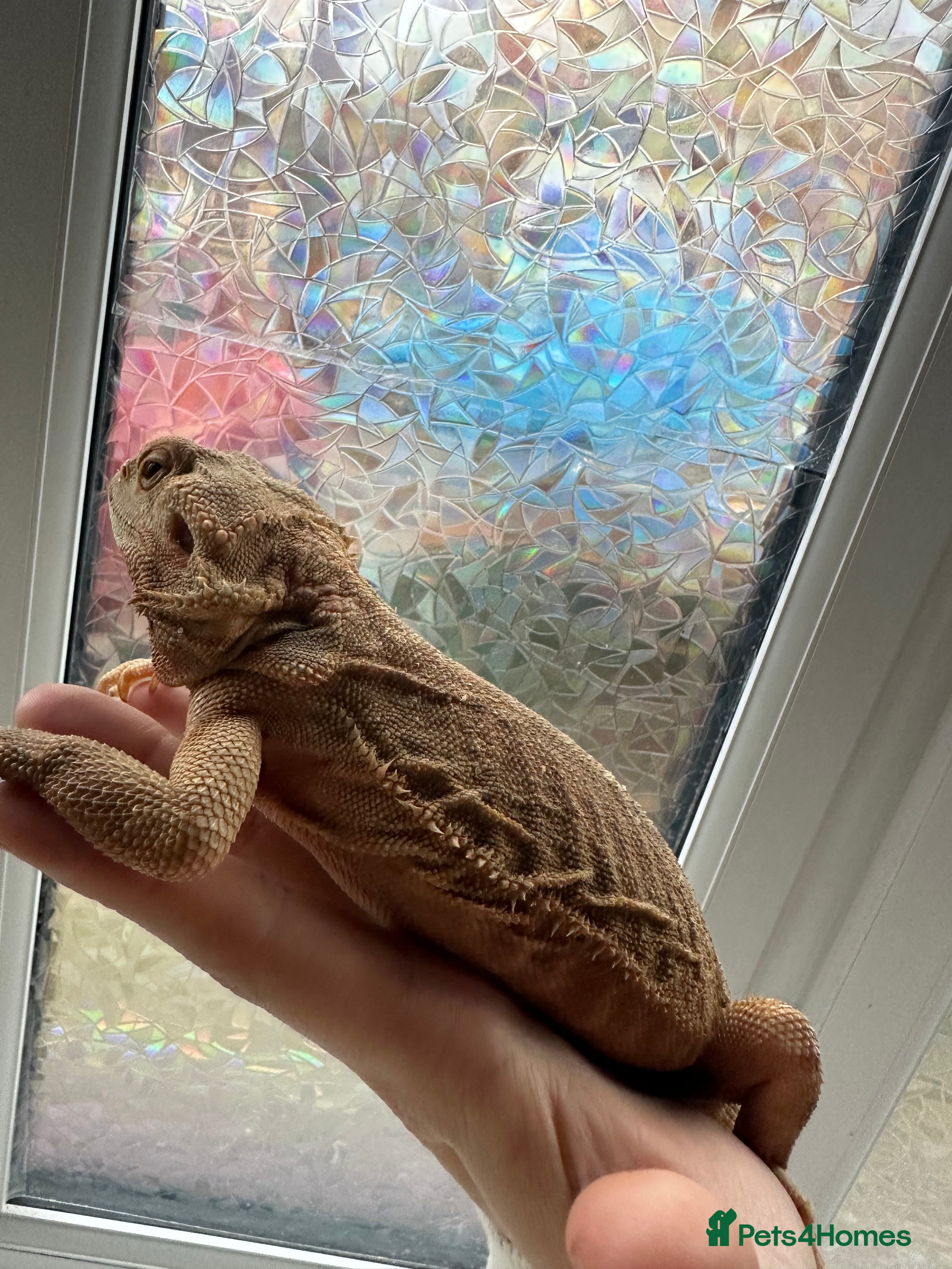 Bearded Dragon reptiles Hypo trans leatherback female (proven breeder) - Advert 2