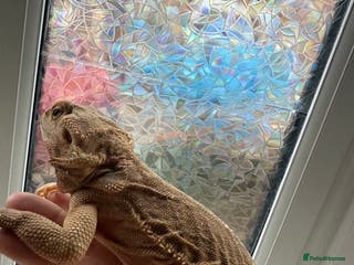 Bearded Dragon reptiles Hypo trans leatherback female (proven breeder) - Advert 2