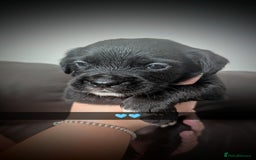 Mixed Breed dogs for sale: Cane corso cross  - Image 6