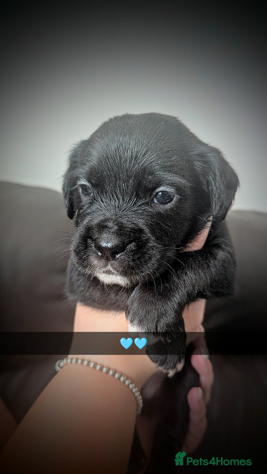 Mixed Breed dogs for sale: Cane corso cross  - Image 6