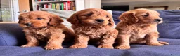 Mini Goldendoodle dogs for sale: F1 Medium sized Goldendoodles  - Advert 7