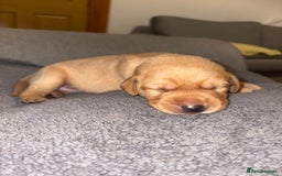 Labrador Retriever dogs for sale: Labrador Retriever Pups - Image 31