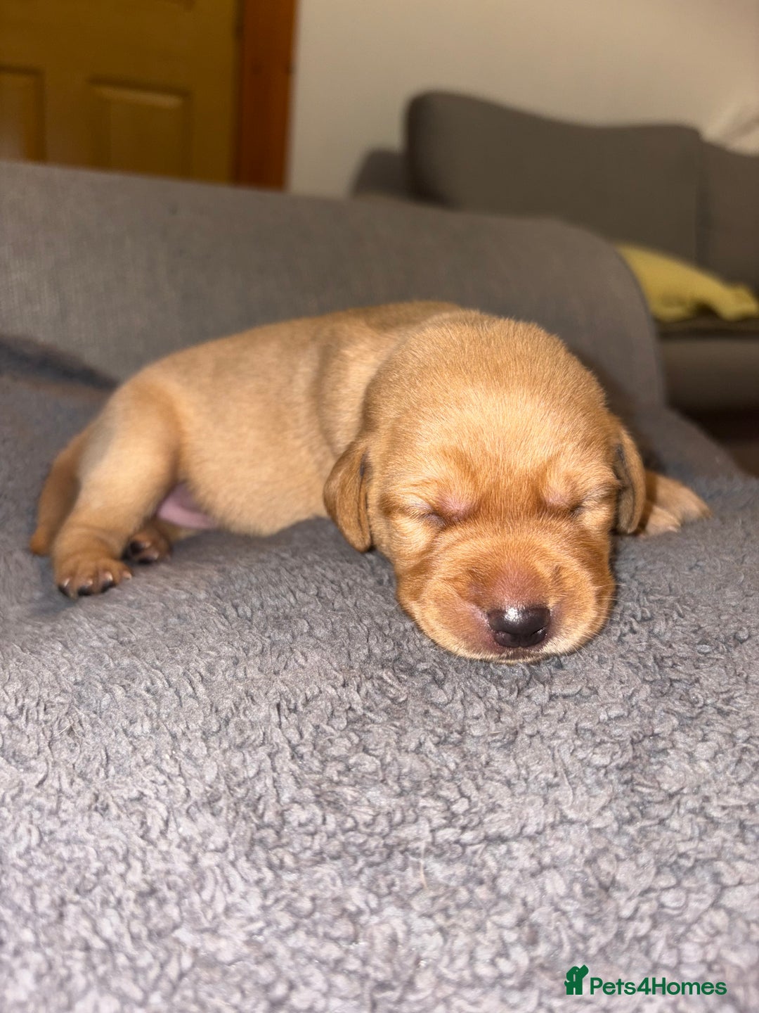 Labrador Retriever dogs for sale: Labrador Retriever Pups - Image 31