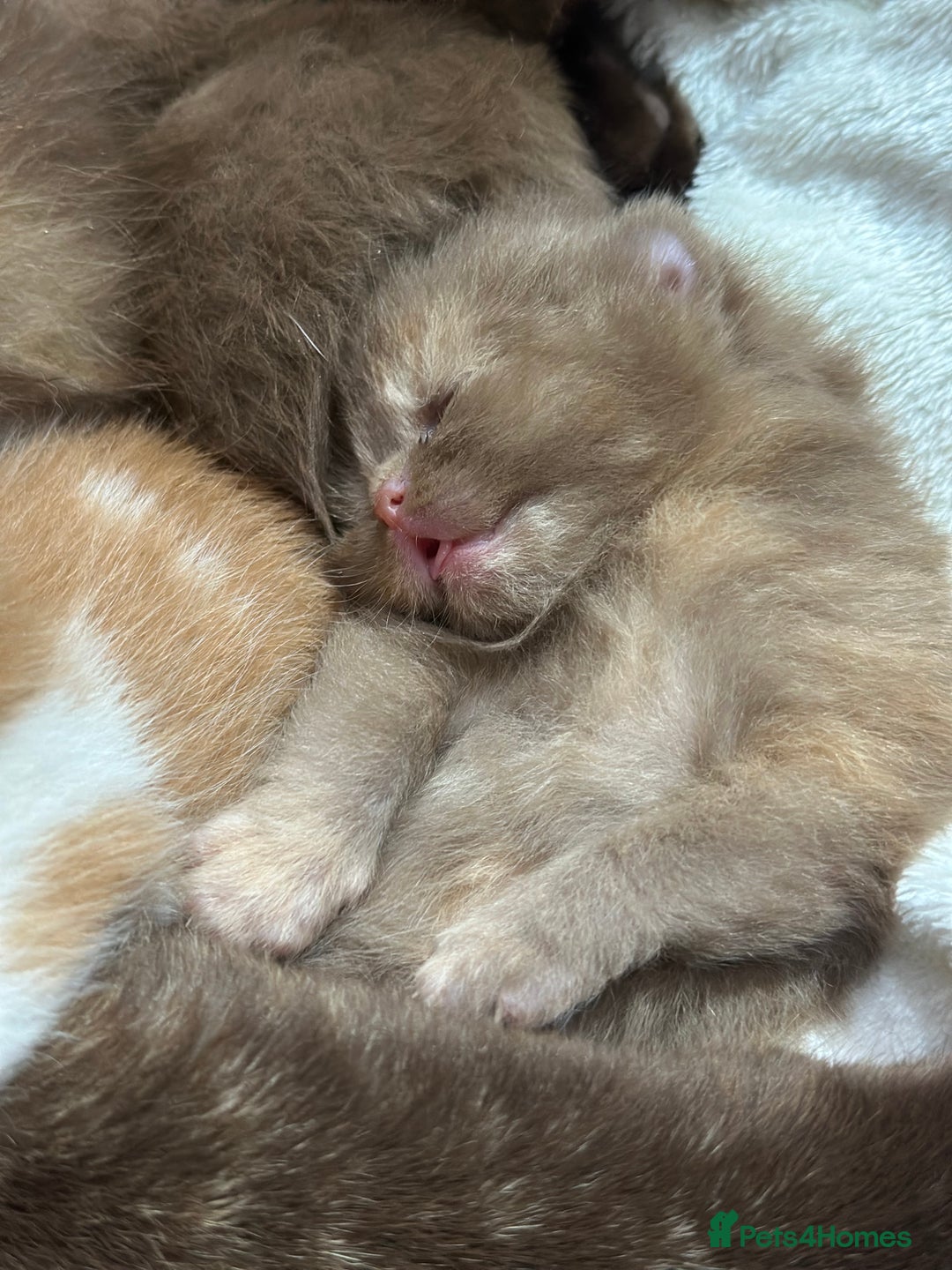 British Shorthair cats for sale: TICA, Exceptional line, BSH and BLH kittens🐾 - Advert 9