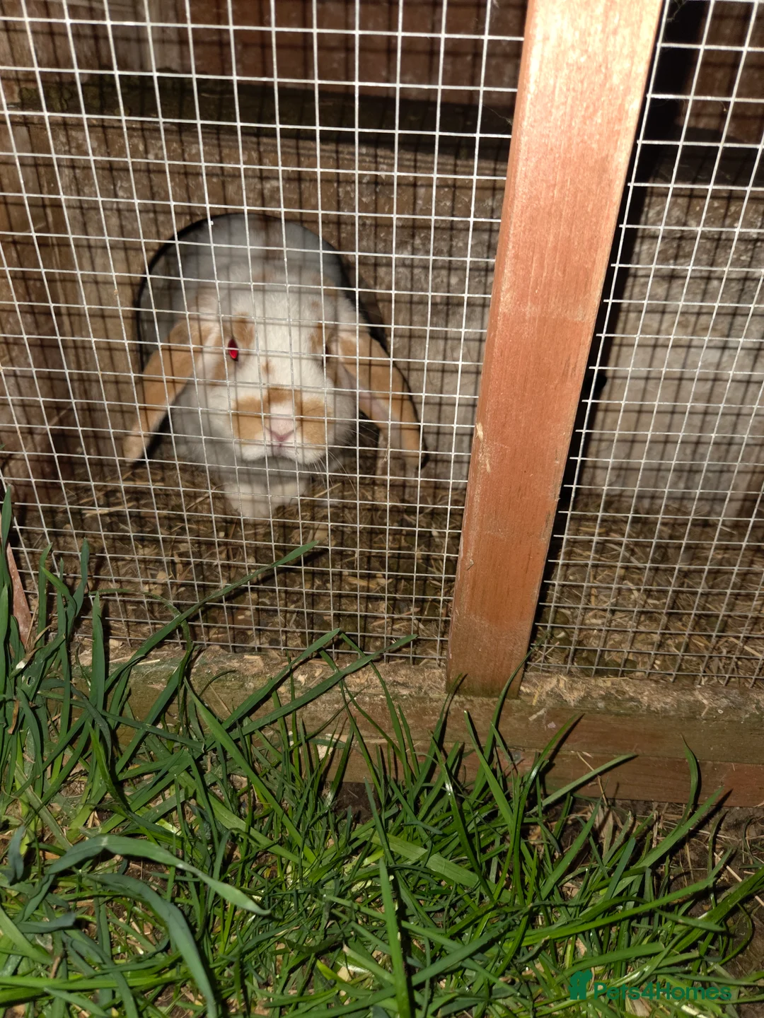 Mini Lop rabbits for sale: Mini lop ready now - Advert 2