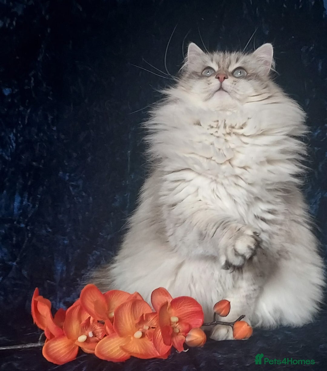 Siberian cats for sale: GCCF Registered Pure Siberian kittens For Sale.   - Image 12