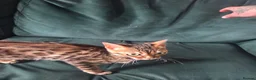 Bengal cats for sale: Female Bengal  - Advert 11