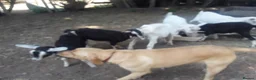 Goats livestock for sale: Pet goat kids, used to ponies/dog in Boston - Advert 2