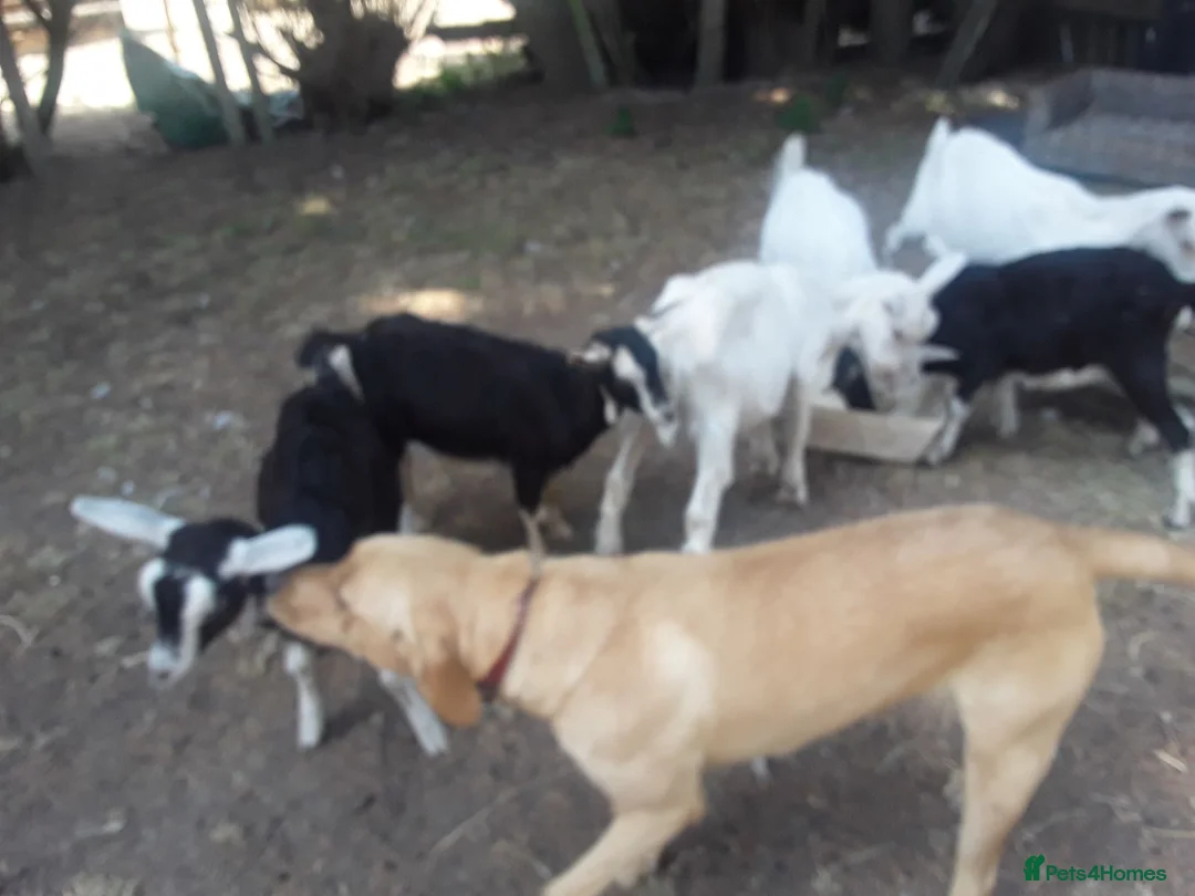 Goats livestock for sale: Pet goat kids, used to ponies/dog in Boston - Advert 2