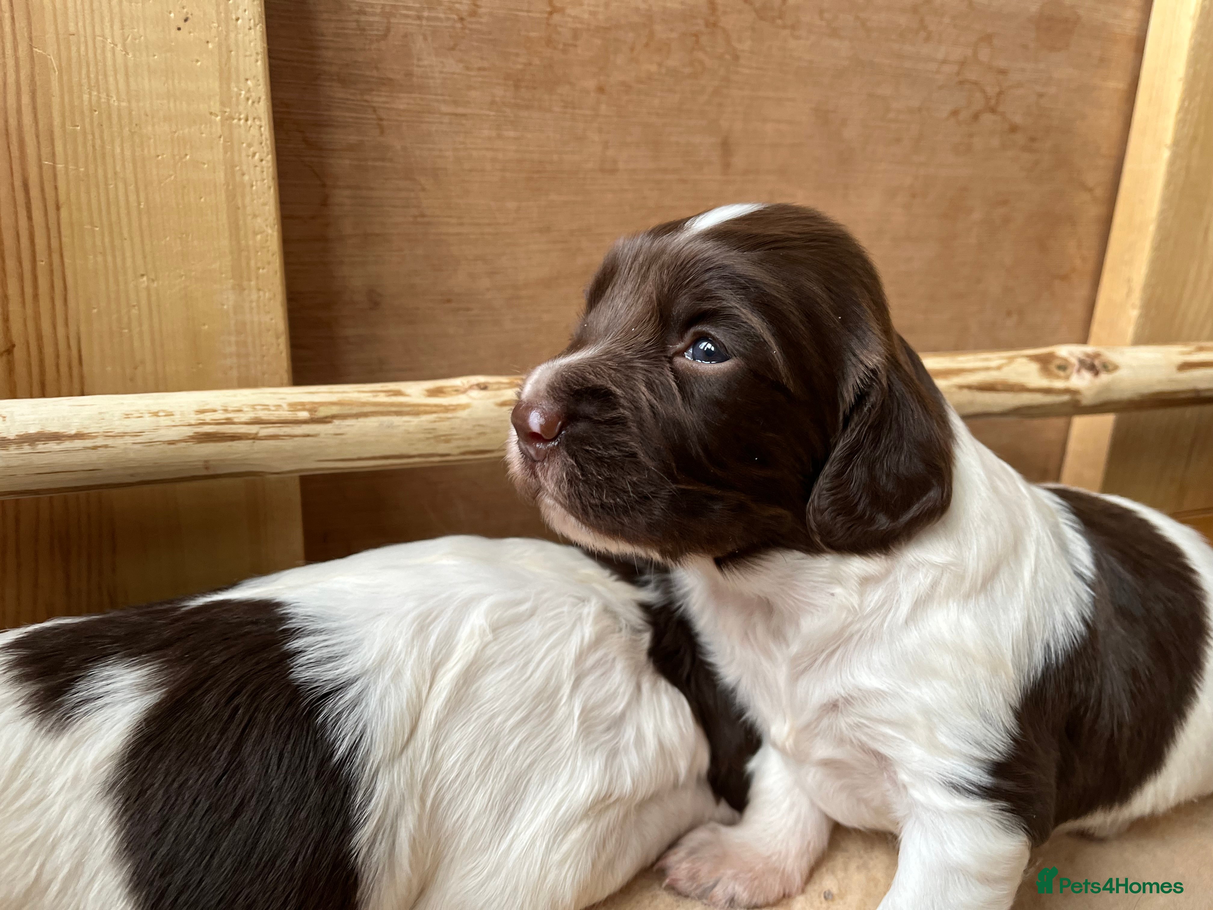 English Springer Spaniel dogs KC Reg English Springer Spaniel Puppies For Sale - Advert 1