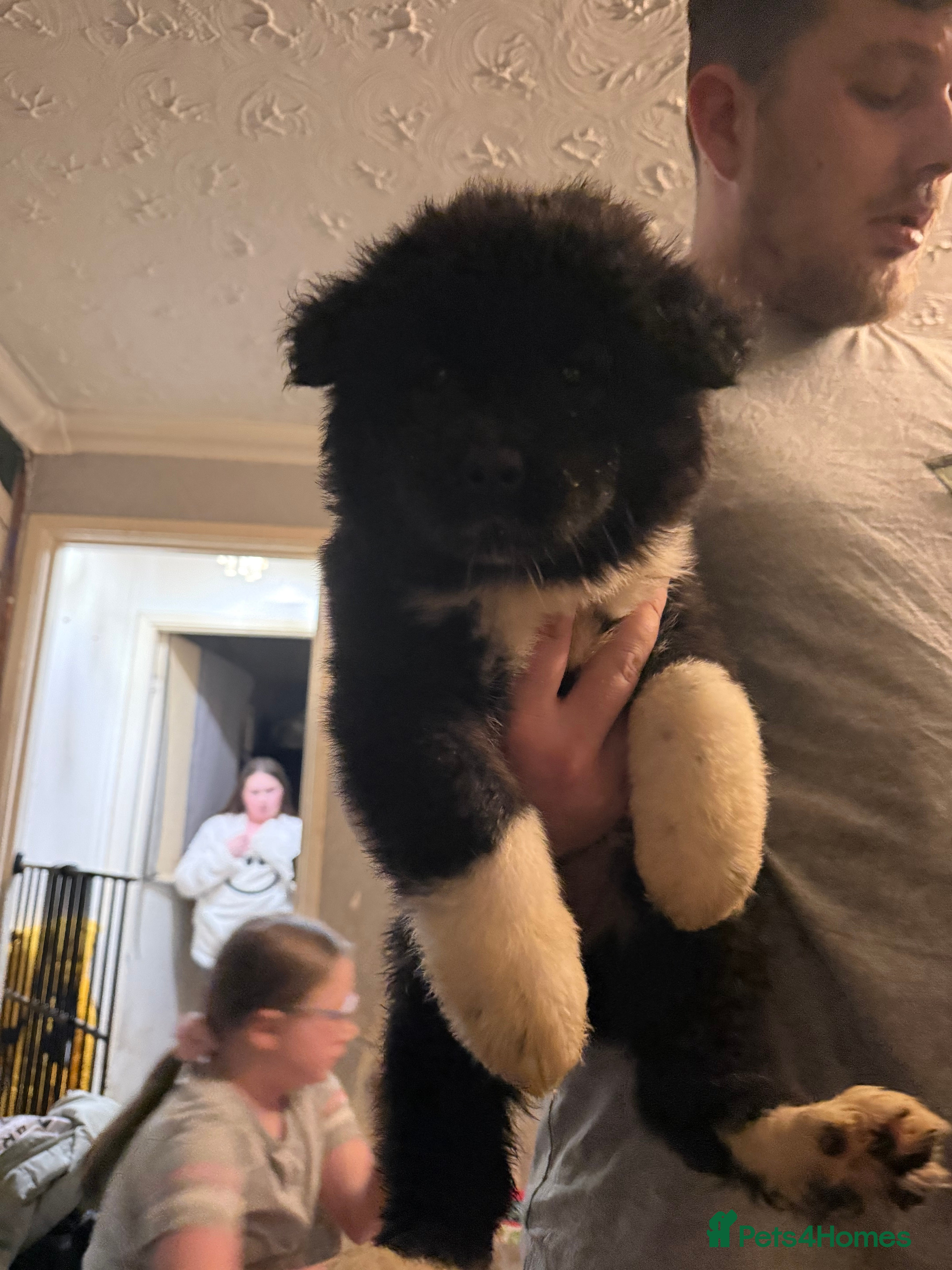 Akita dogs ONE BOY & 2 GIRLS LEFT  - Advert 1