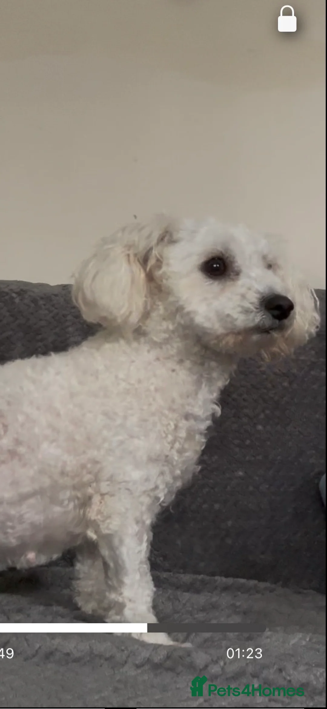Bichon Frise dogs for sale: Maya ❤️ - Advert 2