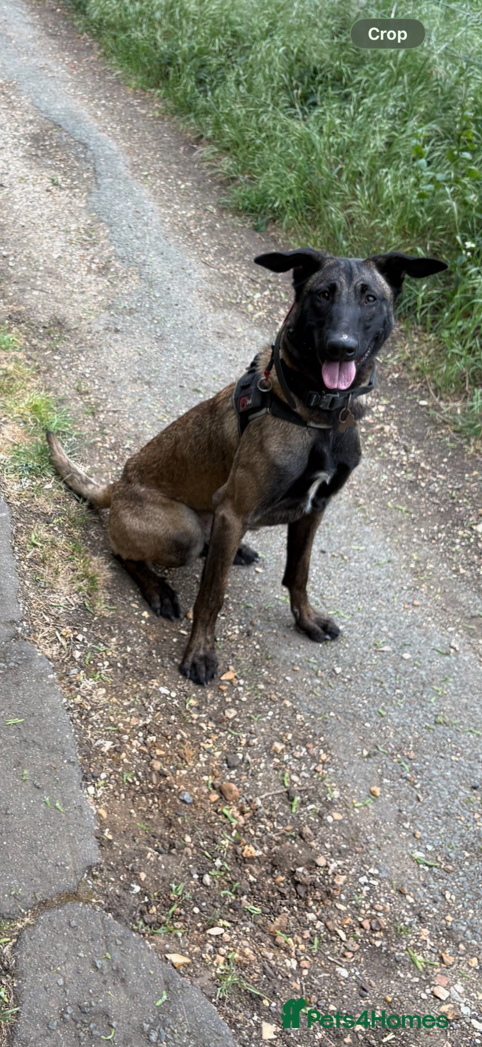 Belgian Shepherd Dog dogs Trauma 11 months old  - Advert 1