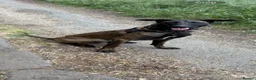 Belgian Shepherd Dog dogs for sale: Trauma 11 months old  in Cambridge - Advert 1
